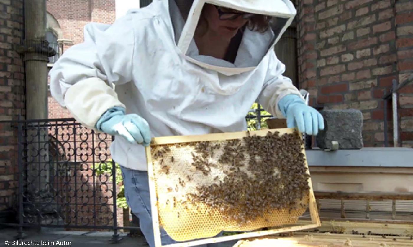 Bienen für ein blühendes München: Vielfalt schützen und fördern | Lebensformen