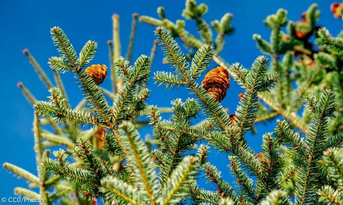 Tannenbaum