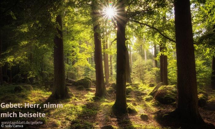 Ein Wald mit Bäumen. Durch die Bäume scheint das Sonnenlicht.