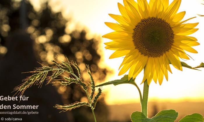 Die Sonne geht auf und im Vordergrund ist eine Sonnenblume.