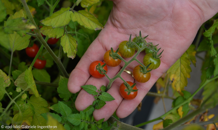 In einer Hand liegt der Zweig einer Tomatenpflanze. Acht kleine Tomaten, die einen grün, die anderen schon rötlicher.