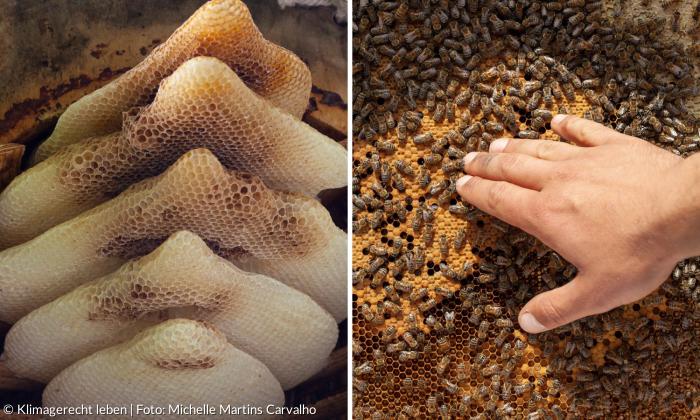 Links sieht man leere Bienenwaben, rechts Bienenwaben auf denen unzählige Bienen sitzen und die von einer Hand berührt werden.