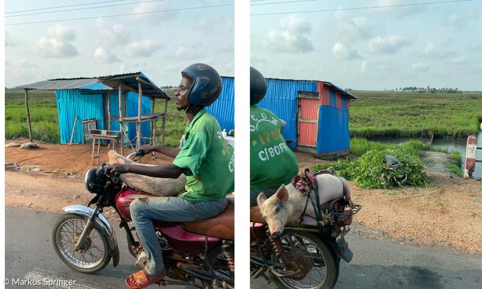 Schweinetransport in Benin.