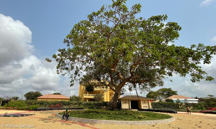 Der Baum an der Place Chacha vor dem Haus der Sklavenhändler-Familie De Souza.