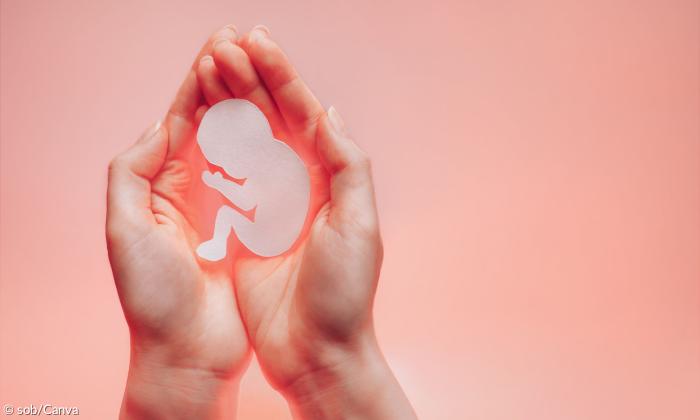 Embryo 