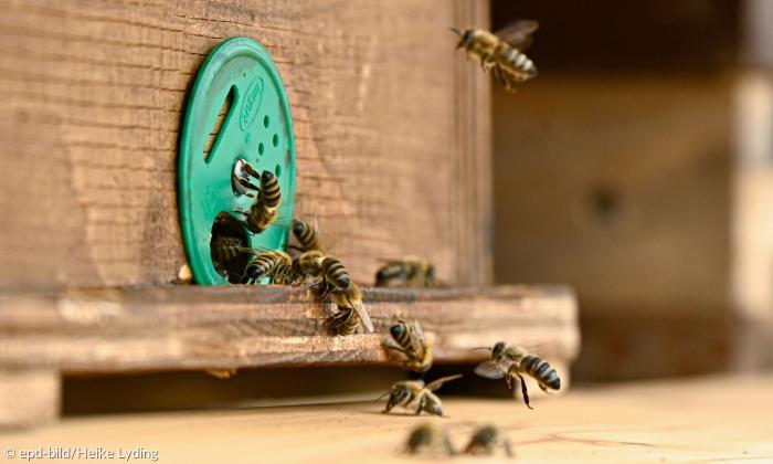 Bienen am Bienenstock
