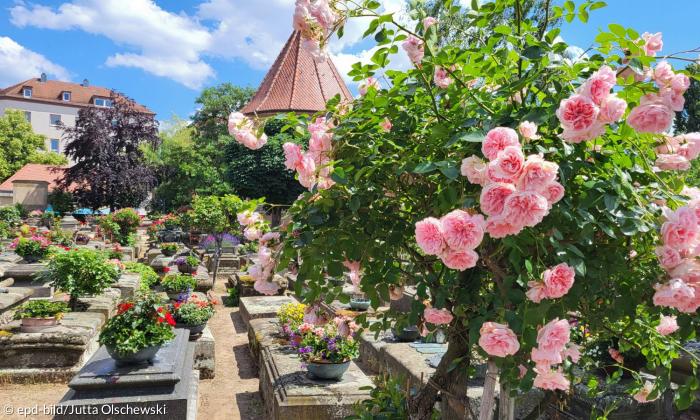 Grabsteine, im Vordergrund blühen Rosen in rosa