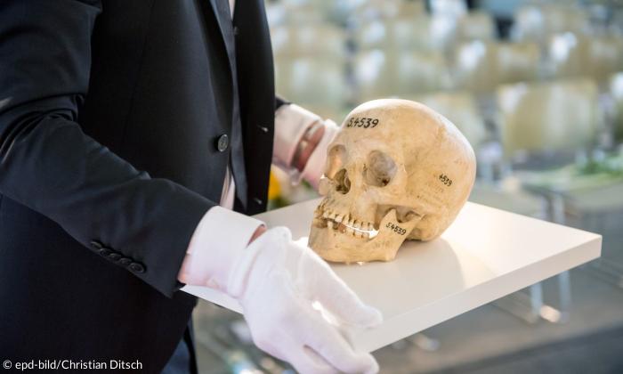 Ein menschlicher Schädel auf einer weißen Platte, ein Mann mit weißen Handschuhen hält diese
