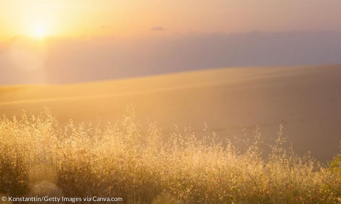 Sonnenstrahlen in golden erleuchteten Gräsern