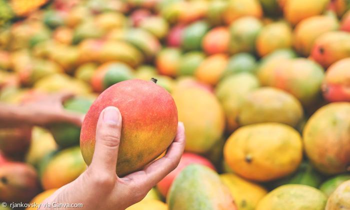 Jemand hält eine Mango in der Hand, dahinter liegen noch viel mehr