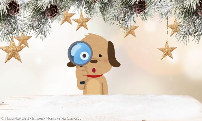 Weihnachtssterne an Tannenzweigen und ein Hund mit einer Lupe