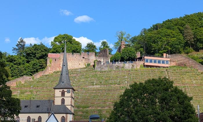 die Clingenburg in den Steilhängen der Weinberge von Klingenberg