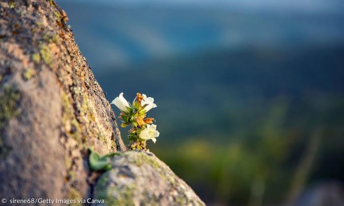 Eine blühende Blume auf einem Felsen, im Hintergrund Berge
