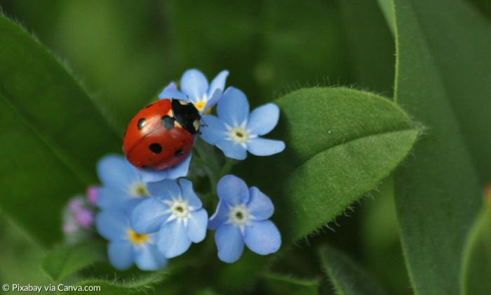 Ein roter Käfer mit schwarzen Punkten