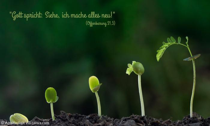 wachsende Pflanze