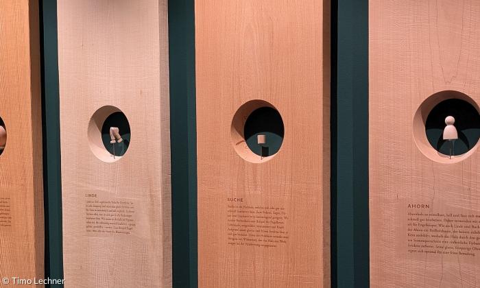 die ausgewählten Holzarten bei Wendt & Kühn