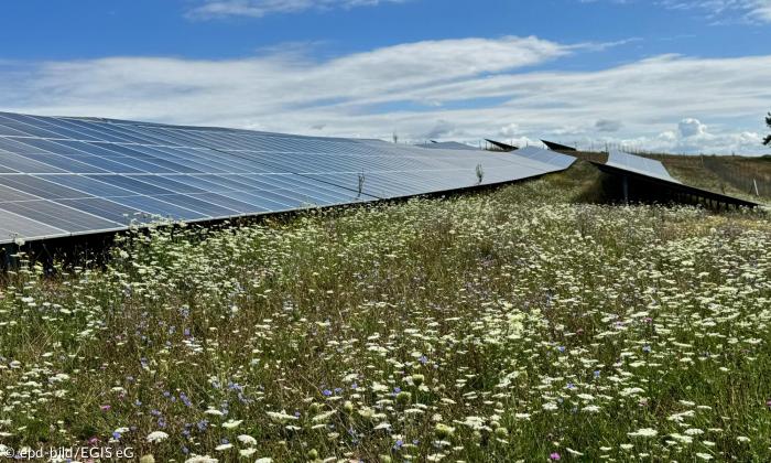 Solarzellen auf einer Wiese
