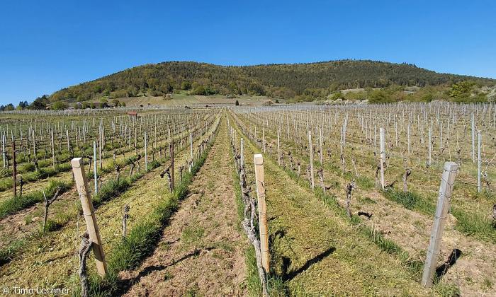 biologisch-dynamisch bearbeitet: die Weinberge der Winzerfamilie Hench.