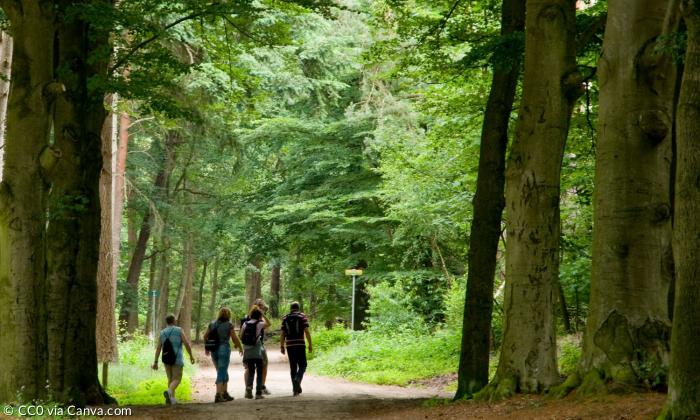 Menschen im Wald