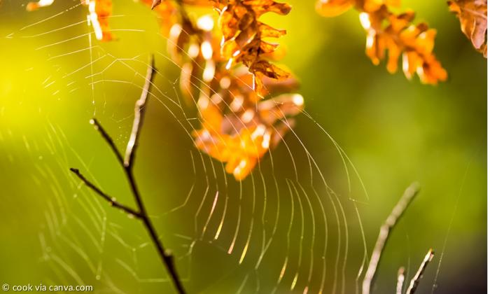 Spinnennetz vor Herbstblättern