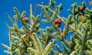 Tannenbaum