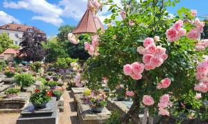 Grabsteine, im Vordergrund blühen Rosen in rosa