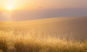 Sonnenstrahlen in golden erleuchteten Gräsern