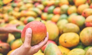 Jemand hält eine Mango in der Hand, dahinter liegen noch viel mehr