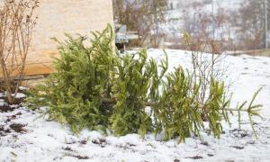 Ein Weihnachtsbaum liegt auf einer verschneiten Wiese