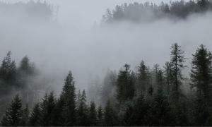 Ein dunkler Wald mit Nebel und Wolken