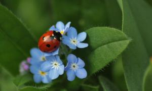 Ein roter Käfer mit schwarzen Punkten