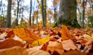 Bundes Laub im Wald