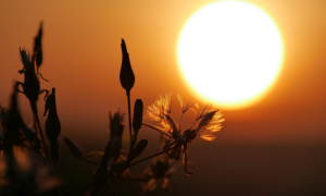Die Sonne in gelben Licht davor ein paar Blumen