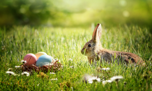 Ostereierkorb und Osterhase im Grünen