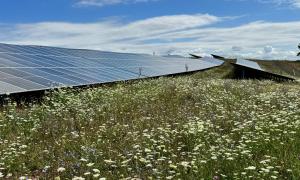 Solarzellen auf einer Wiese