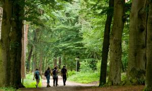 Menschen im Wald