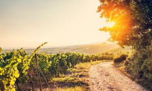 Ein Weinberg im Abendlicht