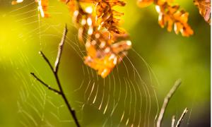 Spinnennetz vor Herbstblättern