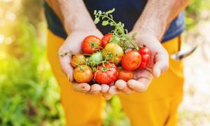 Tomaten auf einer Hand