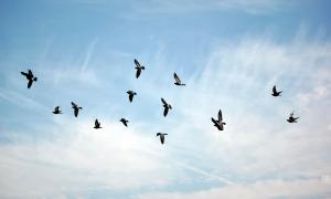 Vögel am Himmel